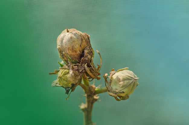 冬のハイビスカスの種 茶色と乾燥したハイビスカスの種 種子とハイビスカスフルーツ プレミアム写真