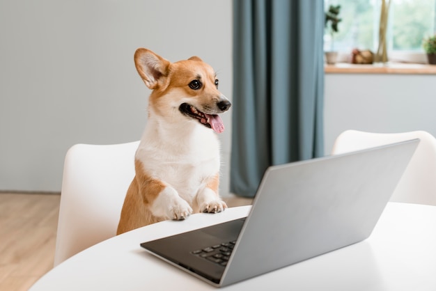 ノートパソコンで愛らしい犬の高角度 プレミアム写真