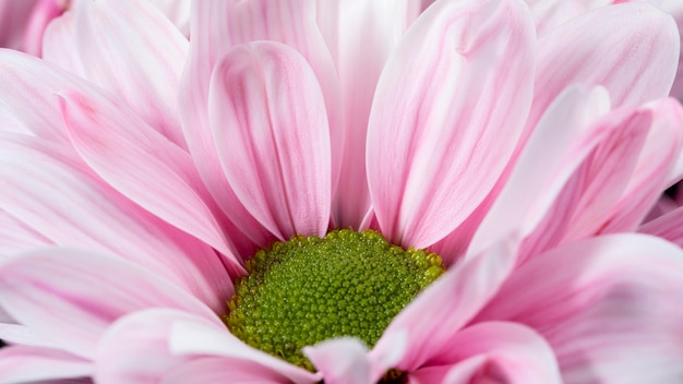 ハイアングルピンクの花びらマクロ自然 無料の写真