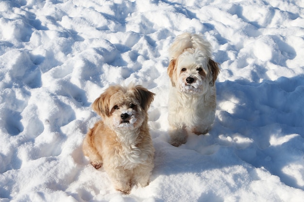 雪の上の2匹のかわいい白いふわふわの子犬のハイアングルショット 無料の写真