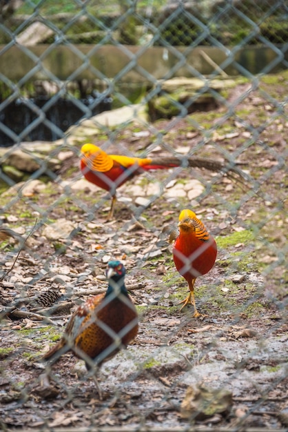 Free Photo | High Angle View Of Golden Pheasant In Cage