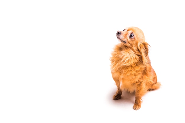 上を向いている茶色の犬の高い角度の光景 無料の写真