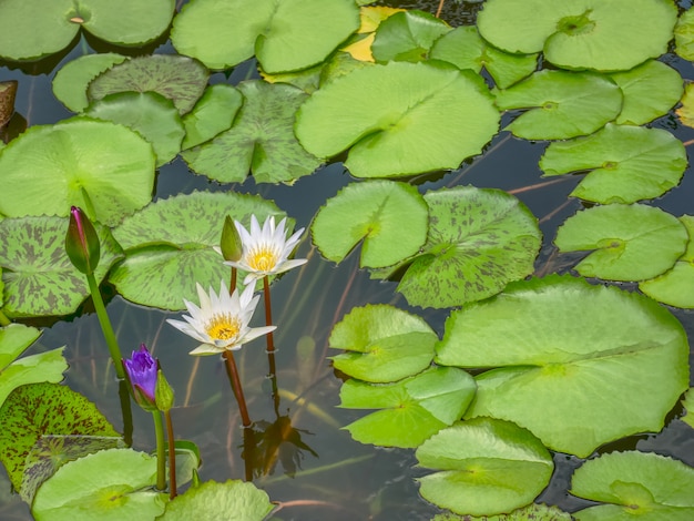 Premium Photo | High angle view of white lotus flowers in the pond