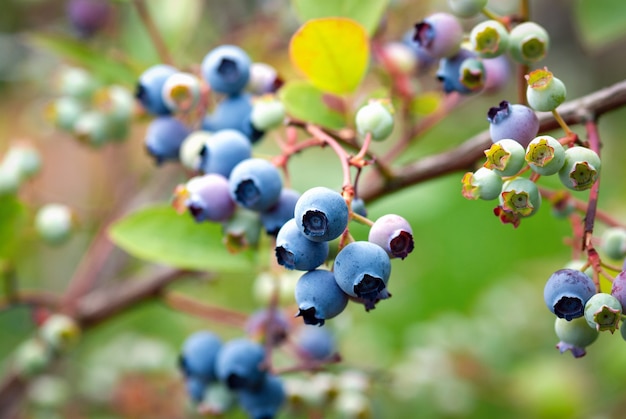 ягоды синего цвета продолговатые