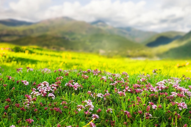primrose highland meadows