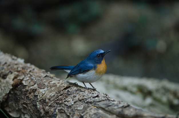 Premium Photo | Hill blue flycatcher on a branch