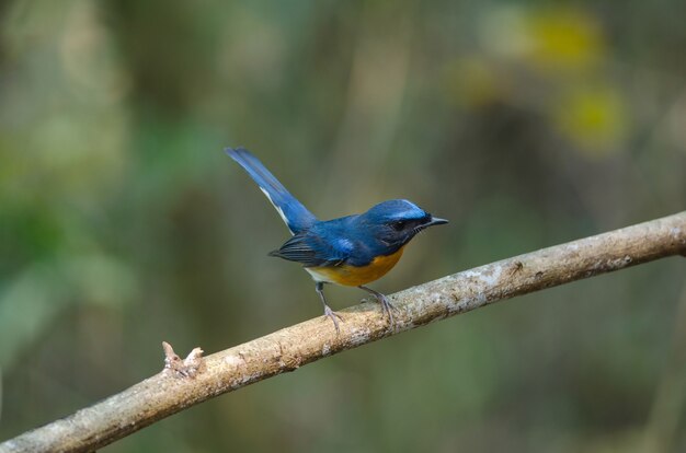 Premium Photo | Hill blue flycatcher on a branch