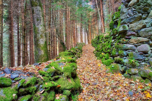 Premium Photo | Hill trail in a forest of autumn leaves.