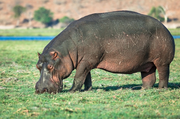 Premium Photo | Hippo grazing at river bank