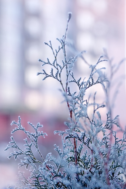 Inej Na Suhoj Trave Na Lugu Moroz Pokryl Travu Polevye Cvety I Kusty Premium Foto