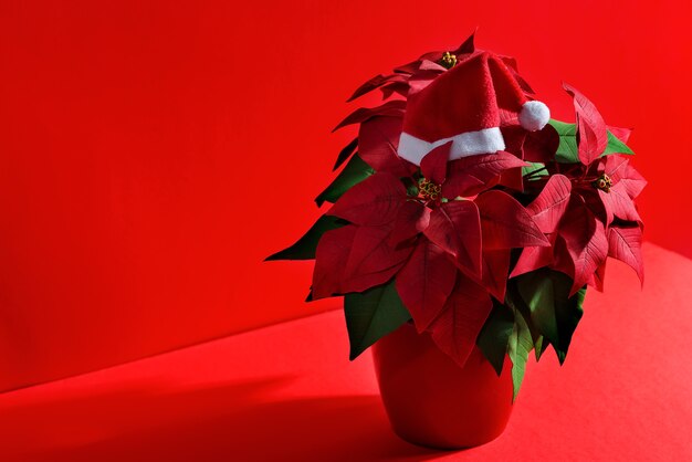 クリスマスとサンタの帽子のシンボルとしての美しい赤い花ポインセチアからの休日の構成 プレミアム写真