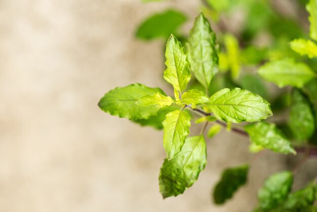 Premium Photo | Holy basil or sacred basil trees and leaves on nature ...