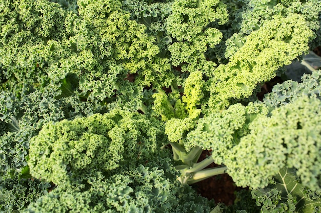 Premium Photo | Home grown organic dwarf curly leaf kale