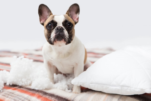small pillow pet