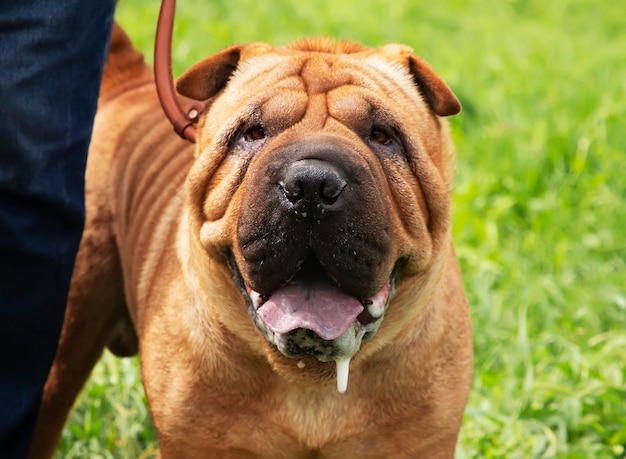 Premium Photo Home Pet Shar Pei Puppy For A Walk With The Owner On The Green Grass At A Dog Show