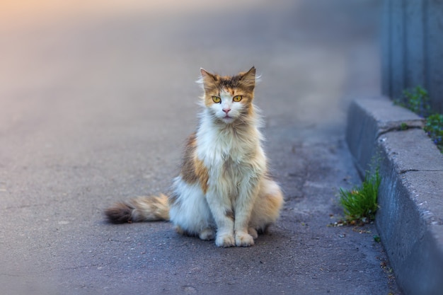 Кот сидит на скамейке