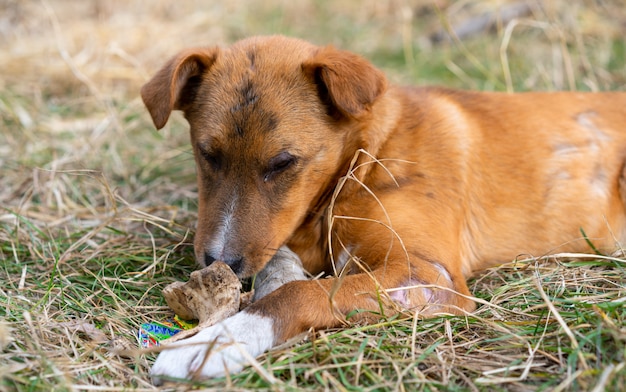 路上で骨を食べるホームレスの犬 プレミアム写真