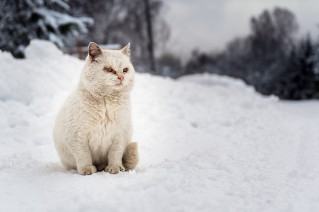 Кошка Дворняжка Фото