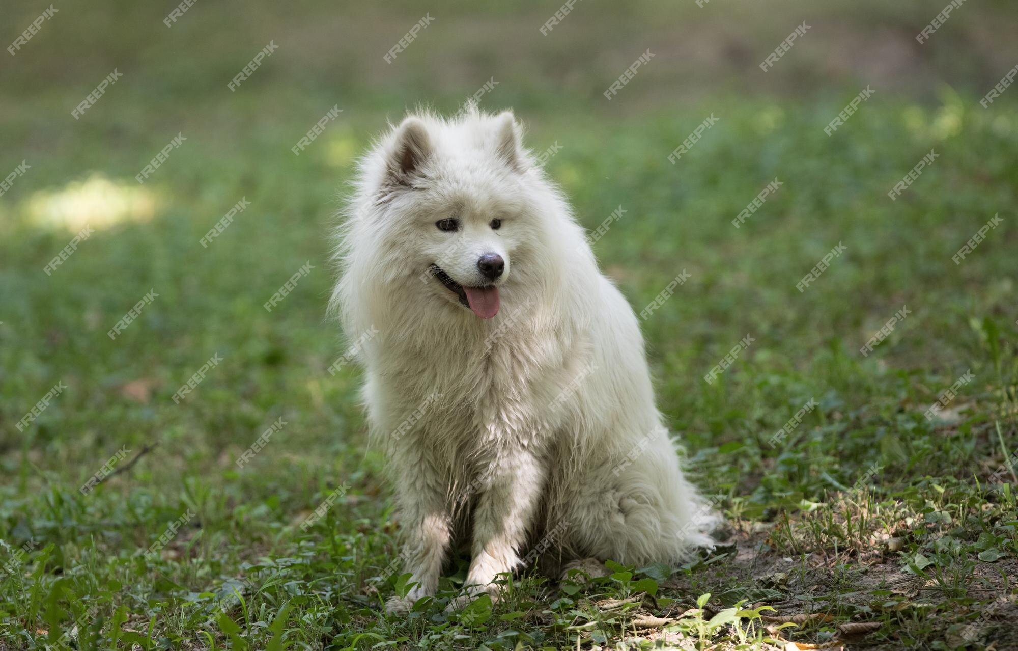 Premium Photo | Homeless shaggy dog in the park