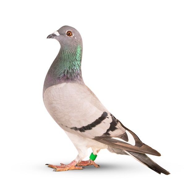 Download Free Pigeon Images Free Vectors Stock Photos Psd Use our free logo maker to create a logo and build your brand. Put your logo on business cards, promotional products, or your website for brand visibility.