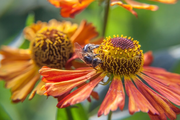 ミツバチはオレンジ色の花を受粉させる黄色の花粉ドリンク蜜で覆われています インスピレーションを与える自然の花の春または夏の咲く庭または公園の壁 昆虫の生活 マクロをクローズアップ プレミアム写真