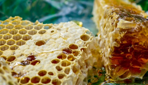 Premium Photo | Honey bee nest, hives, from natural rain forest in ...