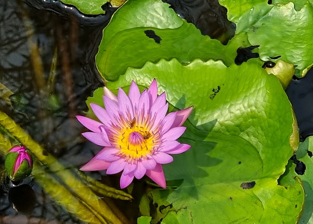 Premium Photo | Honey bee pollinating of a purple water lily or lotus ...