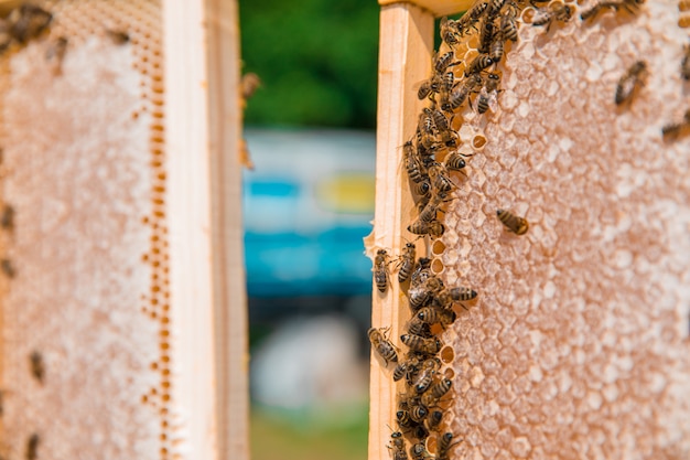木製ミツバチの巣箱にミツバチ 高品質の写真 無料の写真