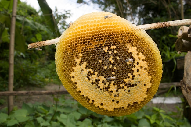 the honeycomb