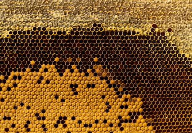 Premium Photo Honeycombs With Honey