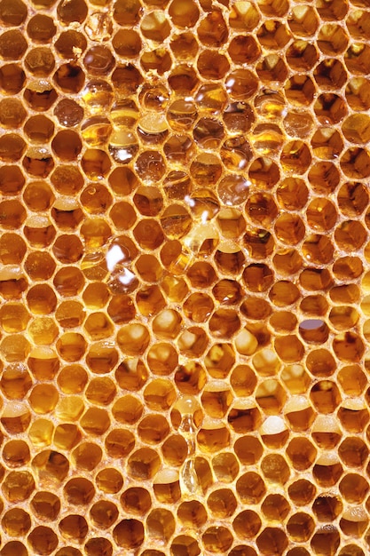 Honeycombs Photo | Premium Download