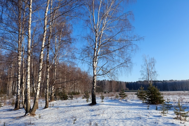 Free Photo | Horizontal landscape with birches glove