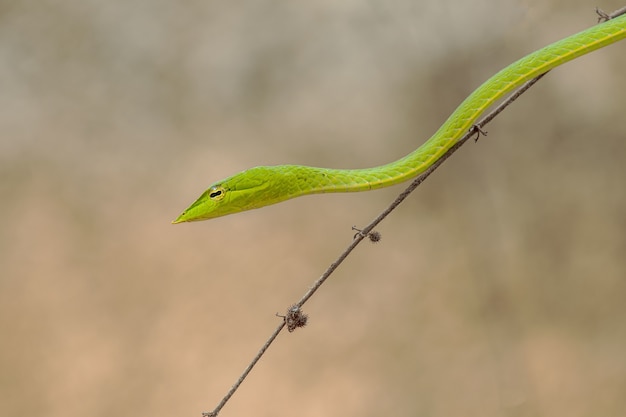 Free Photo | Horizontal shot of a small green snake on a thin brunch of ...