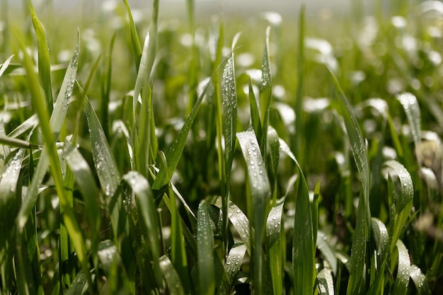 Premium Photo Horizontal View Close Up Of Fresh Thick Grass With