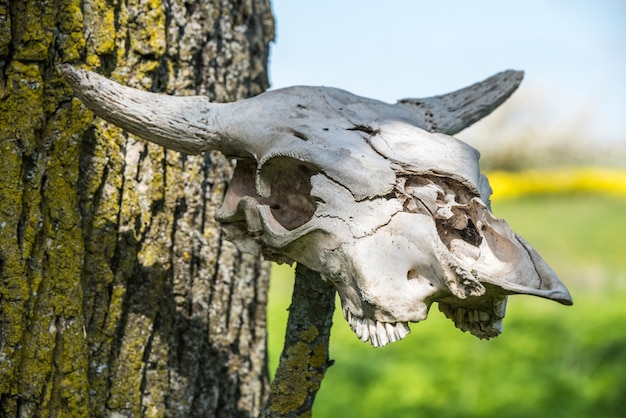木にぶら下がっている角のある牛の頭の骨格 プレミアム写真