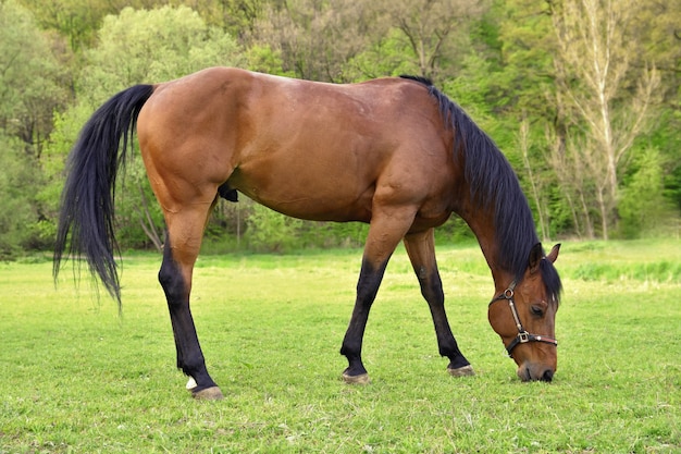 Horse eating in the meadow Free Photo