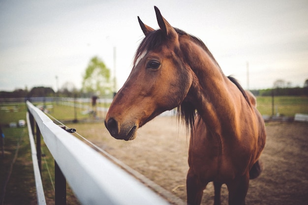 horse-photography-tips-photo-editing-example