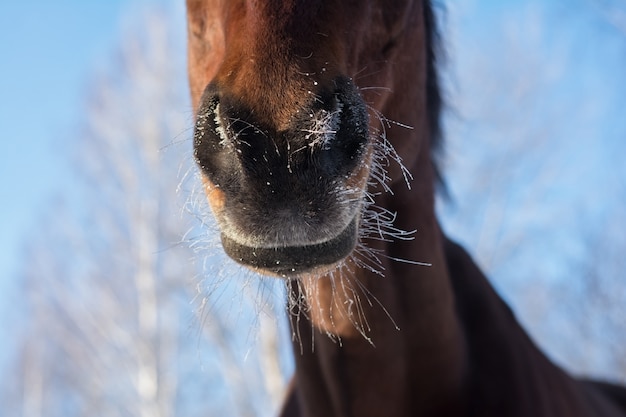 冬のパドックでの馬 馬の鼻の霜 プレミアム写真