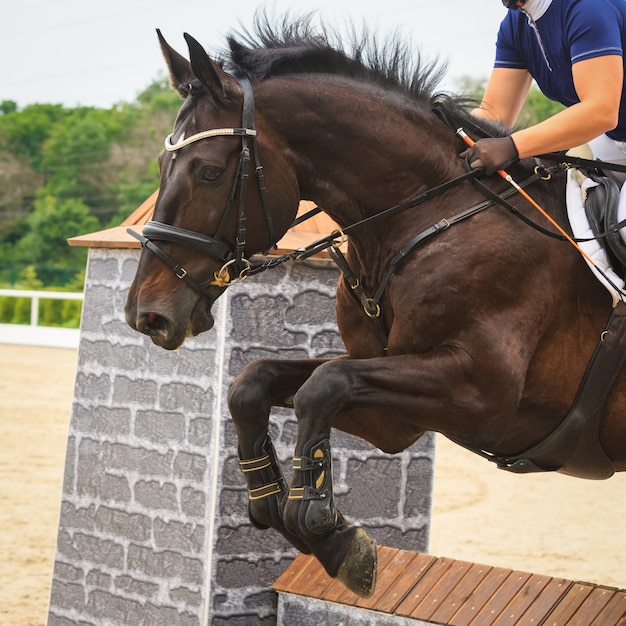 馬はジャンプの競技会で障害物を飛び越える プレミアム写真