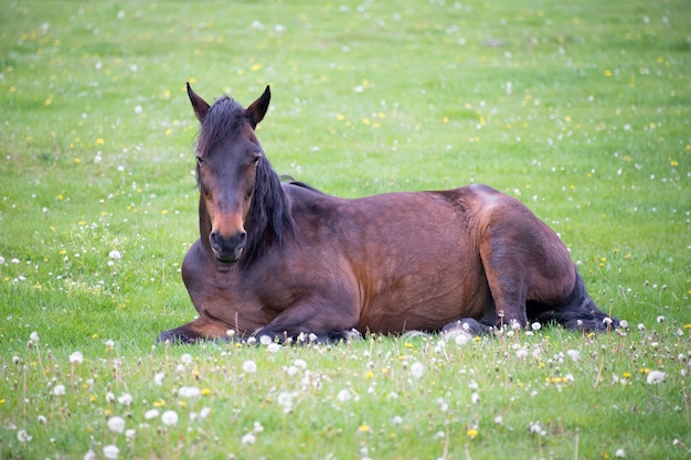 Premium Photo | Horse lying on the meadow