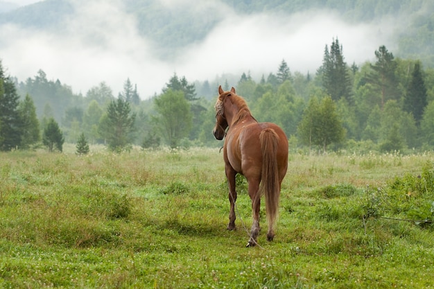 馬の草原の馬 無料の写真