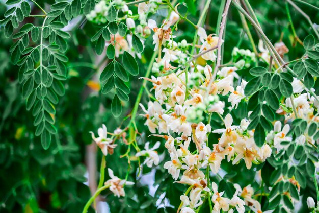 ホースラディッシュツリーまたはドラムスティックには白と黄色のオレンジ色の花があります プレミアム写真