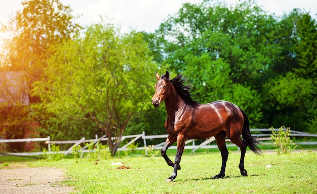 牧草地での馬の走りギャロップ プレミアム写真