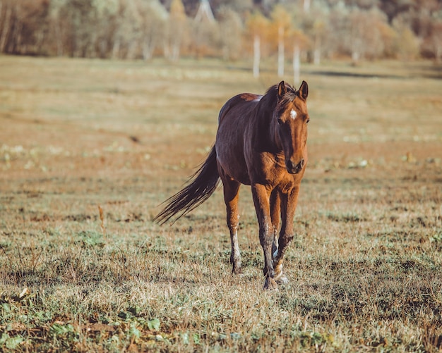 horse walking sound horse walking sound