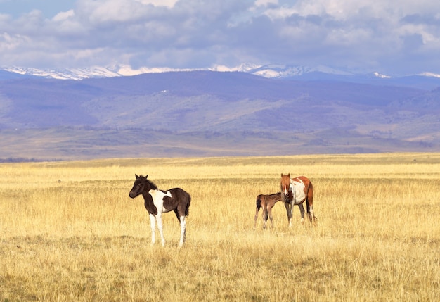 Premium Photo Horses In The Altai Mountains A Mare And A Foal Graze