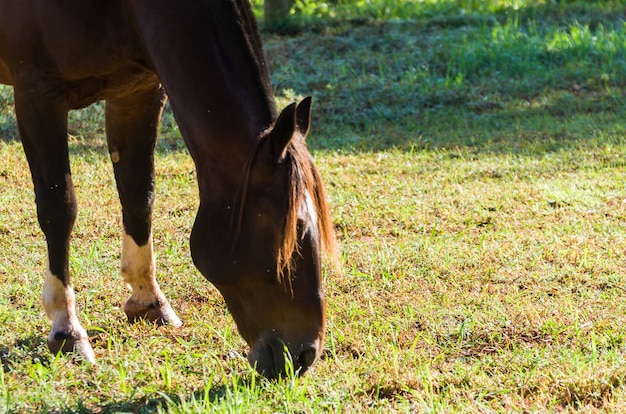 Premium Photo | Horses of the breed in farm