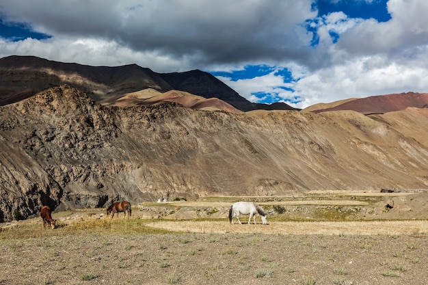 Premium Photo | Horses and cow grazing in himalayas ladakh india