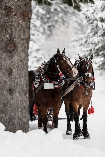 Free Photo | Horses running on forest