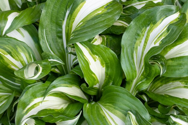 Hosta Undulataは Hosta属の品種です 国境の観葉植物 葉のテクスチャー 緑の広い縞模様の葉の背景 自然の壁紙 プレミアム写真