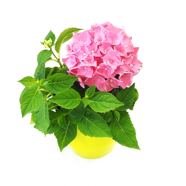 Premium Photo Houseplant Blooms Pink Hydrangea In A Light Green Pot